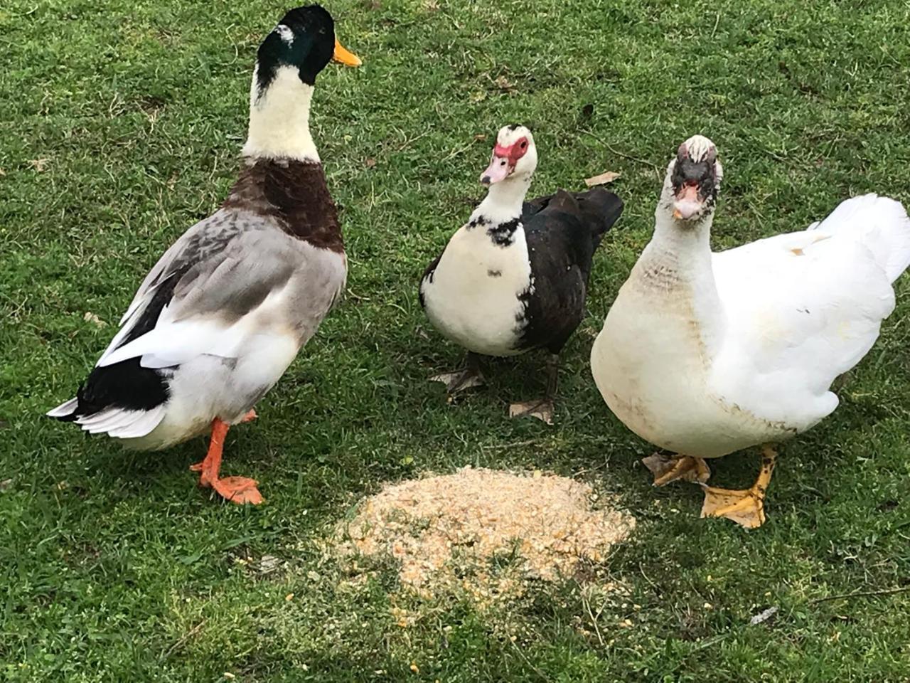 コロニア・デル・サクラメント Chacra La Escondidaヴィラ エクステリア 写真